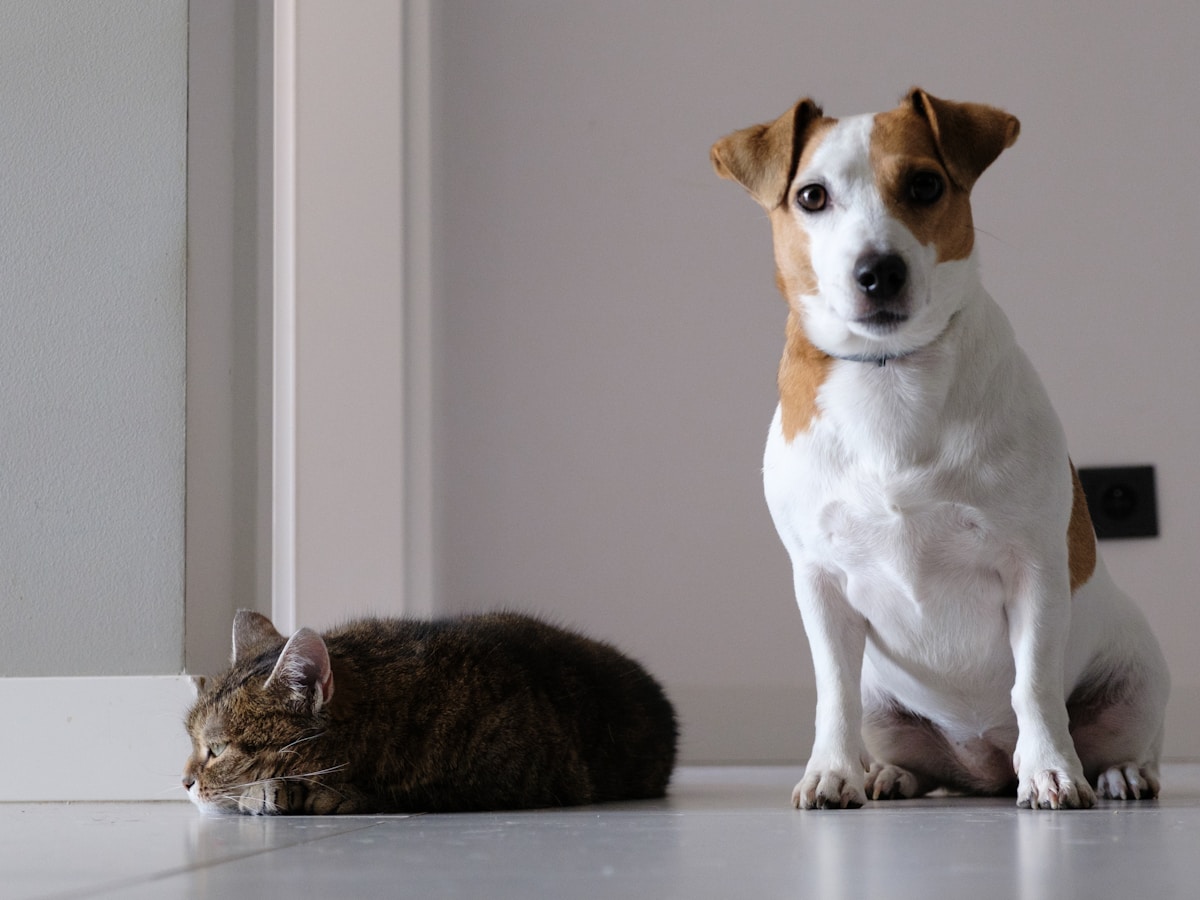 Trasloco con animali domestici cane gatto nuova casa Roma - Etna Traslochi